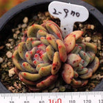 PRESALE Echeveria Ariel, Double