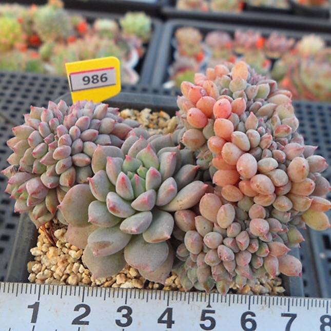 PRESALE Echeveria Chrissy n Ryan Cristata, (Random)