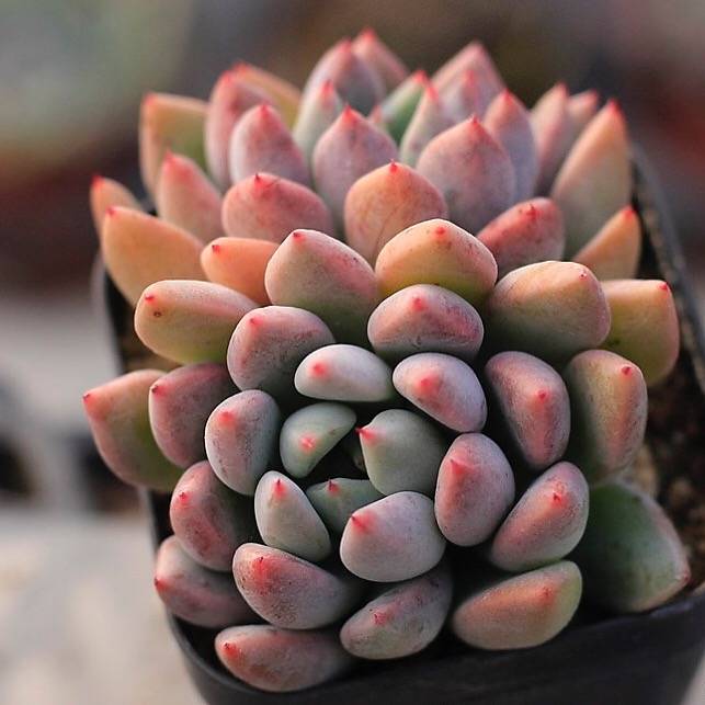 Echeveria Orange Sherbet