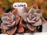 PRESALE Echeveria Bainesii, Double