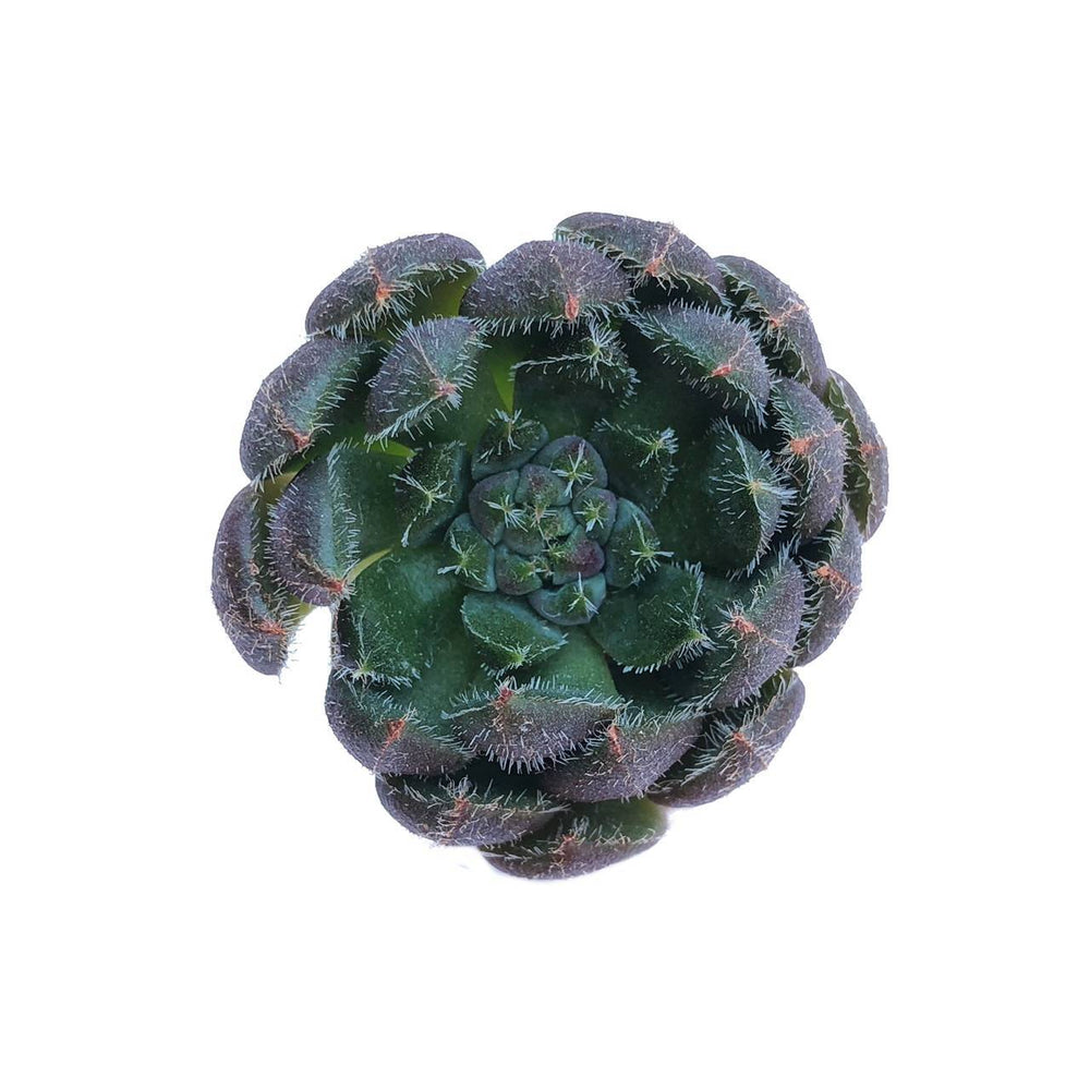 The GOOD, The BAD and The UGLY SALE! Echeveria Scorpio