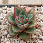 PRESALE Echeveria Monocerotis, Variegata, (Not so Random)