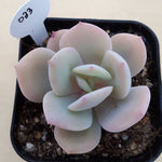 PRESALE Echeveria 'White Bar,' (Random)