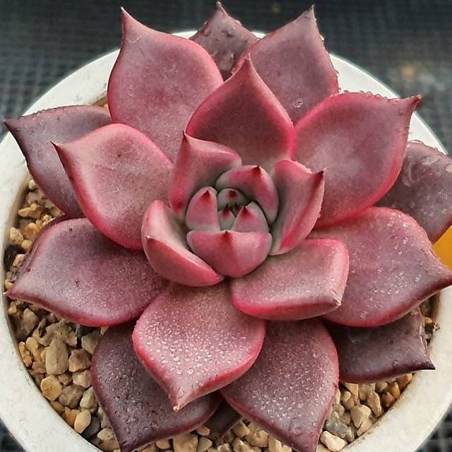 Echeveria Agavoides Ebony