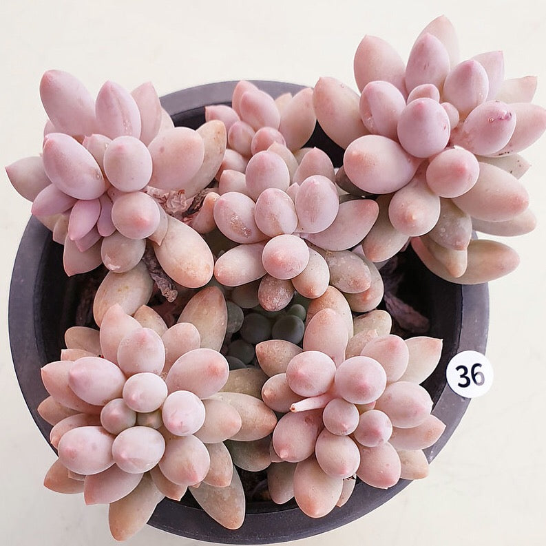 PRESALE Pachyphytum Machucae, (Random)