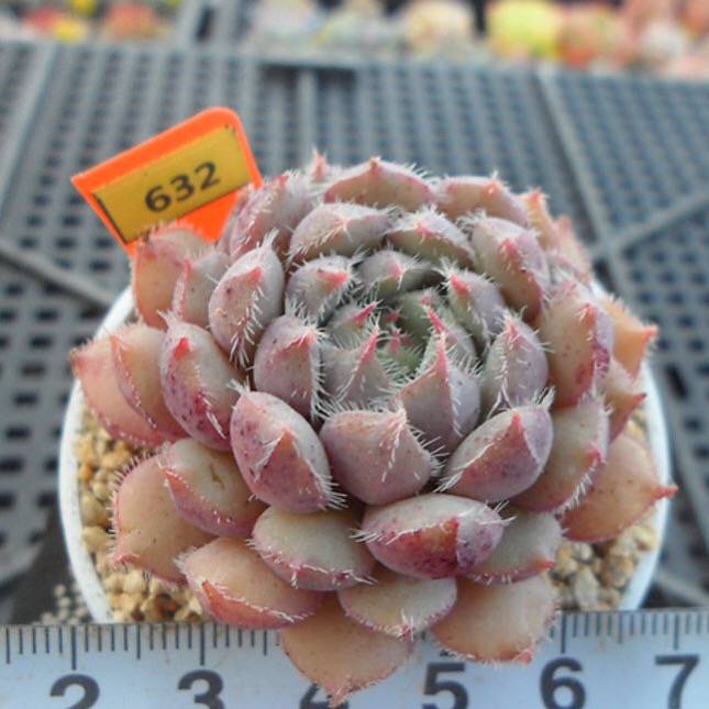 PRESALE Echeveria Setosa x Vincent, (Random)