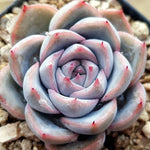 PRESALE Echeveria Colin, (Not So Random)