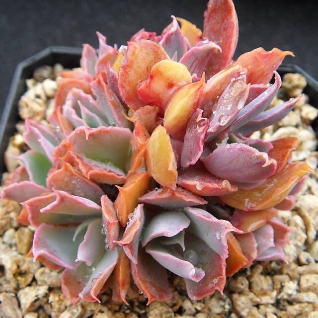 PRESALE Echeveria Shaviana Madre Del Sur, Cluster, (Not so Random)