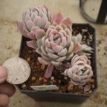 PREVIEW OF MOTHER"S DAY WEEKEND FLASH SALE! PRESALE Graptoveria Rose Queen, (Random)