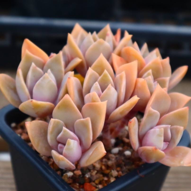 Echeveria Huthspinke