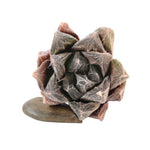 Haworthia Cooperi var. Venusta, (Video)