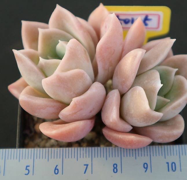 SPECIAL!! JUST CART! Graptoveria Harry Watson, (Not so Random)