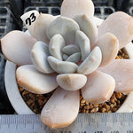 **SPECIAL PRICE** PRESALE Echeveria Tiramisu, (Random)