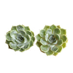 The GOOD, The BAD and The UGLY SALE! Echeveria Onslow, Random