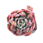 Sale! Echeveria Nana Hook