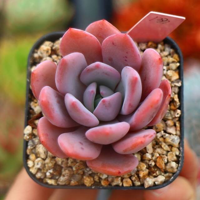 PRESALE  Echeveria Chara, (Not So Random)