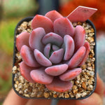 PRESALE  Echeveria Chara, (Not So Random)