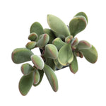 Crassula Rogersii, Light Variegated