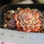 PRESALE  Echeveria Halbingeri, (Random)