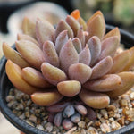 PRESALE Echeveria Sugar Jelly, (Random)