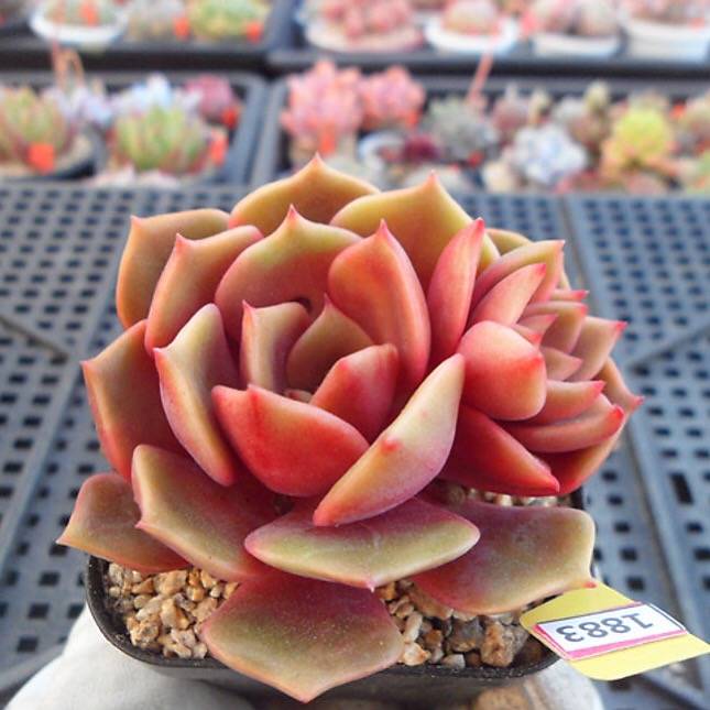 PRESALE  Echeveria My Star, (Random)