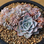 PRESALE Echeveria Peacockii Subsessilis Cristata, (Random)