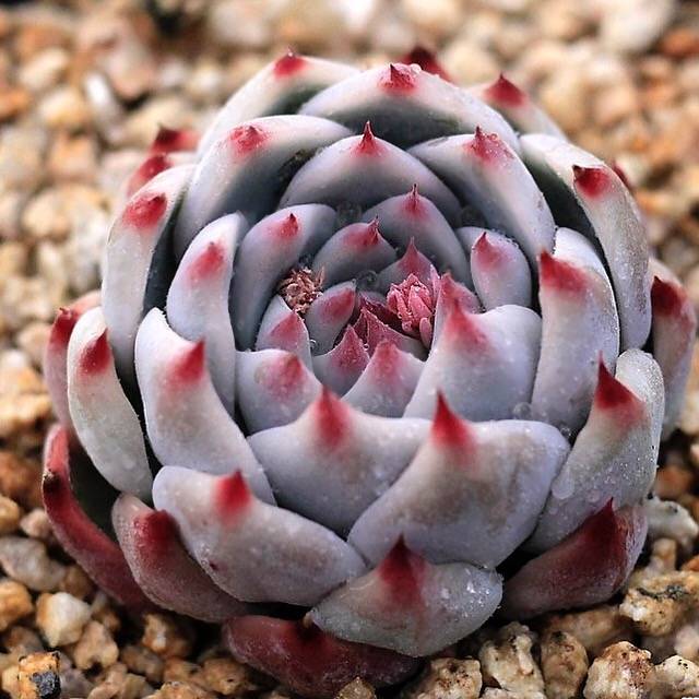 PRESALE Echeveria Momotarou cv