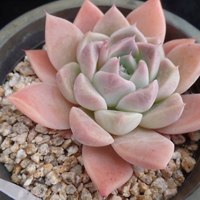 SPECIAL!! JUST CART!! PRESALE Echeveria Alba Beauty, (Random)