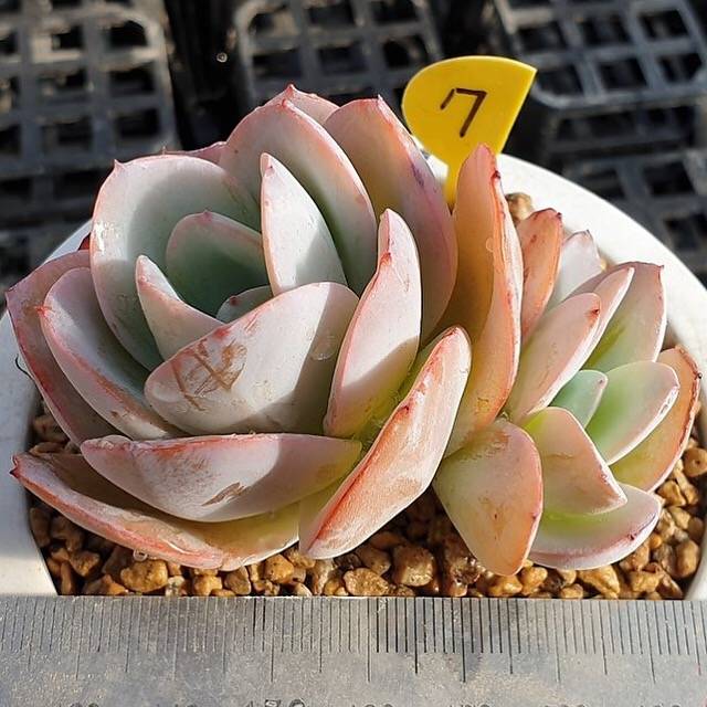 MOTHER'S DAY WEEKEND FLASH SALE! PRESALE Echeveria Brinks Blue, (Random)