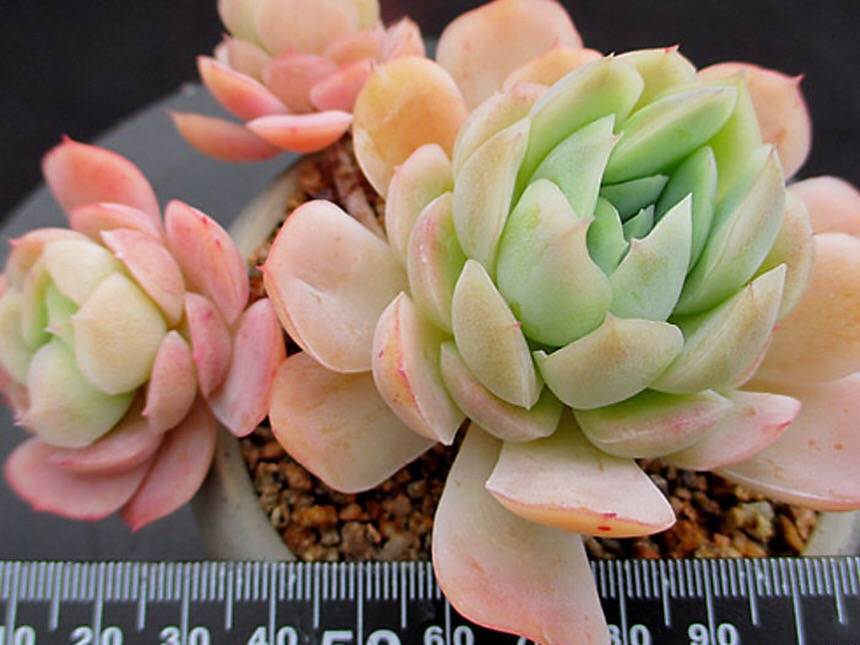 PRESALE Echeveria Lemon Berry, (Not so Random)