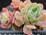 PRESALE Echeveria Lemon Berry, (Not so Random)