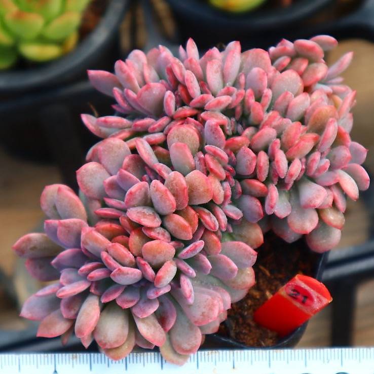 Graptoveria Debbie Cristata, (Video) – Cedar Creek Farmhouse