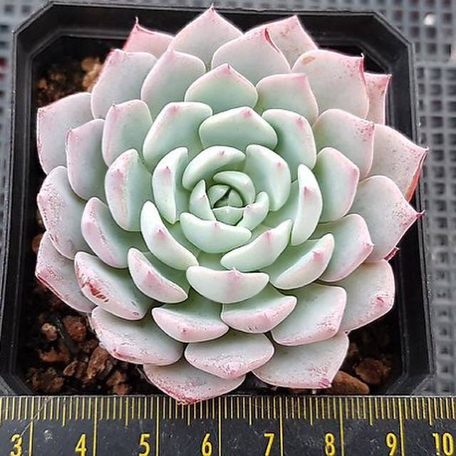 Echeveria Caribbean Blue, (Random)