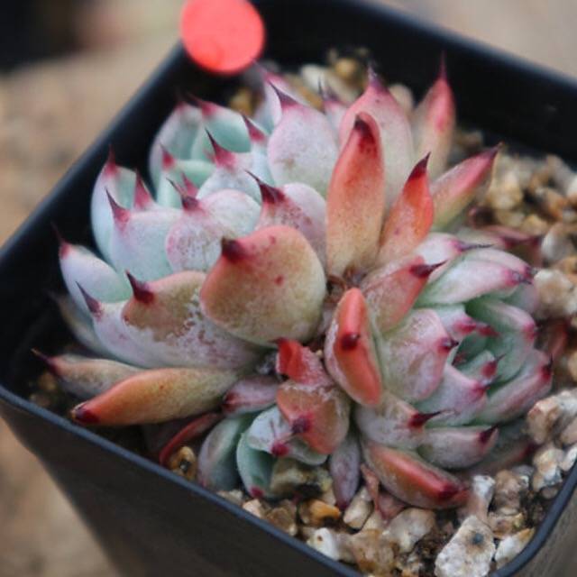 PRESALE Echeveria Jackal, (Random)