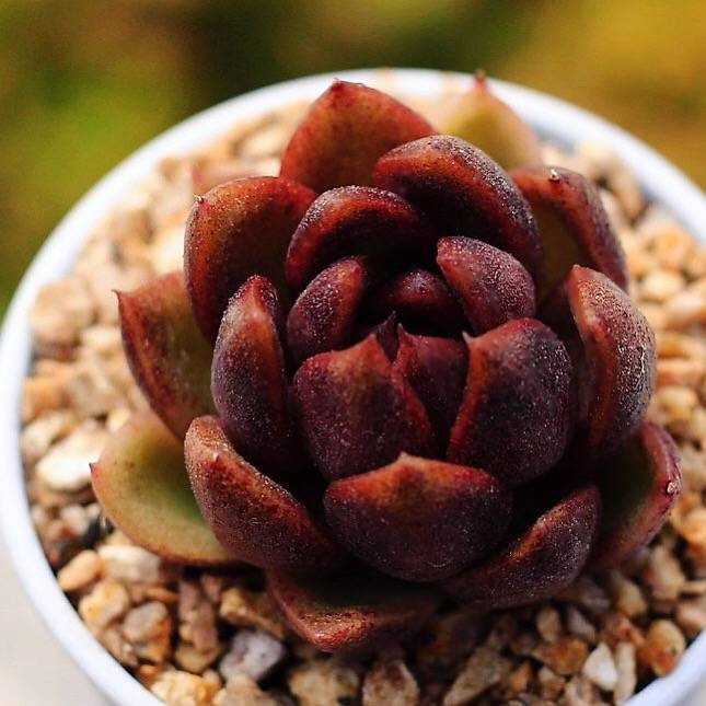 PRESALE Echeveria Black Queen Hybrid