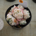 MOTHER'S DAY WEEKEND FLASH SALE! PRESALE Echeveria Elegans, Mini Clusters, (Random)