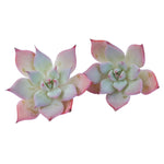 The Good, The Bad and The UGLY! Echeveria Largea, As Shown (or Random)- Your Choice!