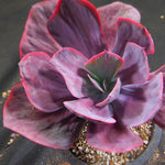 PRESALE Echeveria Dreams and Fantasy, (Not so Random)