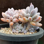 PRESALE Pachyphytum Machucae 'Baby Fingers,' (Random)