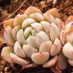 PRESALE Echeveria White Zaragosa, (Not so Random)