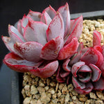 PRESALE Echeveria Hera, (Random)