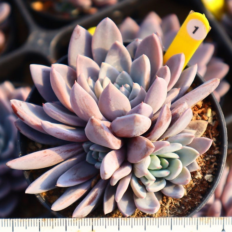 Echeveria Lulu