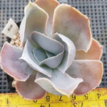 PRESALE Echeveria Vivian, NEW! (Random)