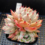 PRESALE Echeveria Chihuahuaensis, (Not so Random)