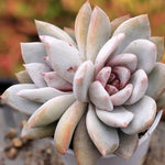 PRESALE Echeveria Trumso, Double