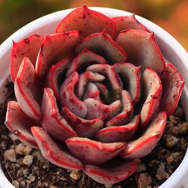 SPECIAL! JUST CART!! Echeveria Regensis, (Now In Stock, Ready to Ship)