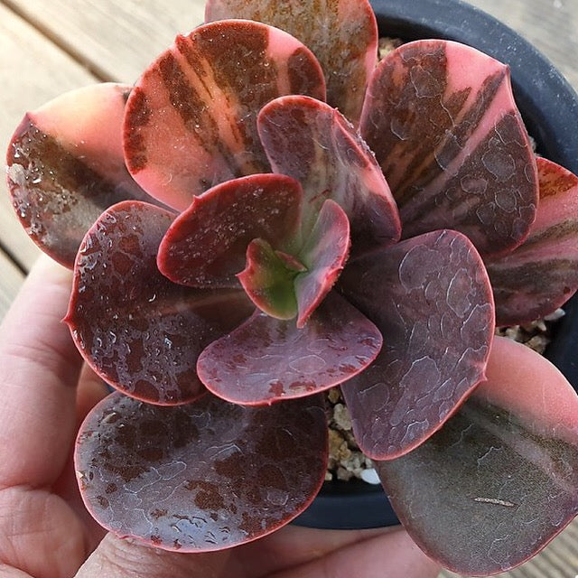 PRESALE Echeveria Pre Madonna, (Not so Random)