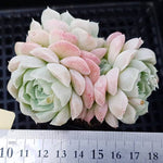 PRESALE Echeveria Hughmillus, Cluster, (Random)