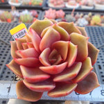 PRESALE  Echeveria My Star, (Random)