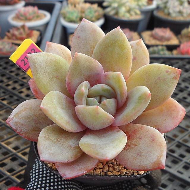 SPECIAL!! JUST CART!! Echeveria Champagne, Germany, (Not so Random)